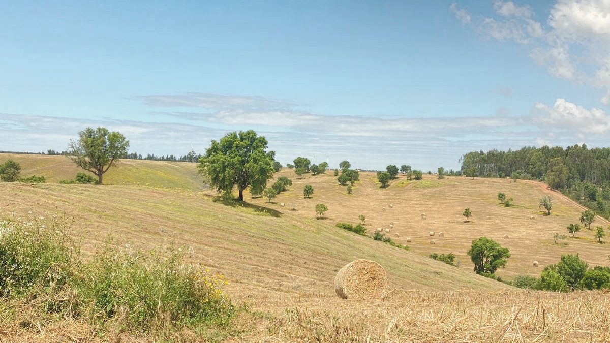 Colinas do litoral alentejano com sobreiros e fardos de palha